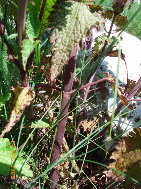 Lamium garganicum subsp. laevigatum